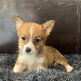 KM F1 - Sable female Pembroke Welsh Corgi puppy in Stockton, Iowa from Infinity Corgis