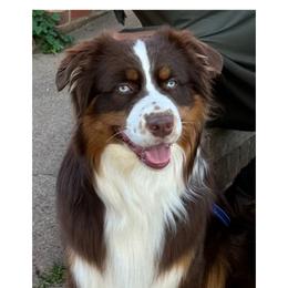 Ascher - Australian Shepherd