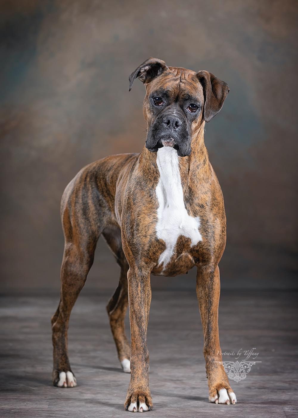 BB’s Boxers in Wisconsin | Boxer puppies | Good Dog