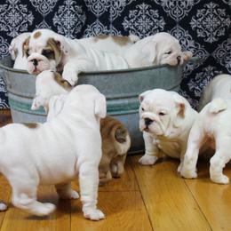 Bulldogs from Everbull Bulldogs