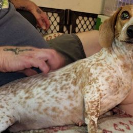 Uni - Dachshund