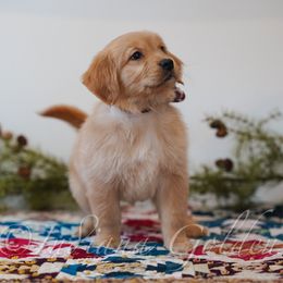 Cheetah - Golden female Golden Retriever puppy in Bedford, Indiana from Indiana Goldens