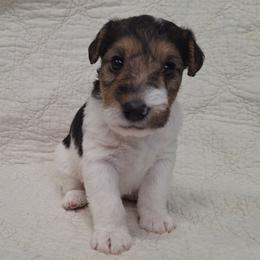 Charlie - White black and tan male Wire Fox Terrier puppy in Lancaster, Missouri from Missouri Meadows Farm
