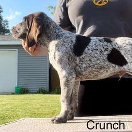 Boy 2 - German Shorthaired Pointer puppy in Walford, Iowa from Wild Rose GSP's