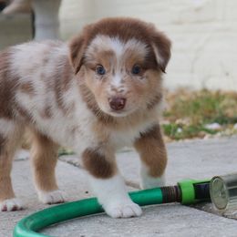 Australian Shepherd Puppies from Kiki's Aussies