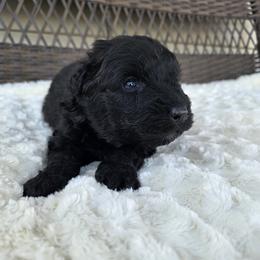 AKC Moose - Black male Bouvier des Flandres puppy in Marionville, Missouri from Sandbox Puppies