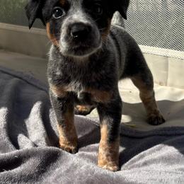 Miguel - Blue mottled male Australian Cattle Dog puppy in Seneca, Missouri from MO Morningstar Heelers