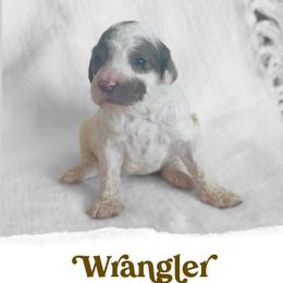Wrangler - Parti male Goldendoodle puppy in Livermore, Colorado from Heritage Hills Family Doodles