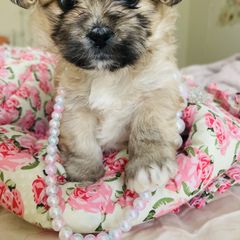 Shichon Puppies from Mel’s Shichon Teddy Bear Puppies