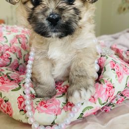 Shichon Puppies from Mel’s Shichon Teddy Bear Puppies