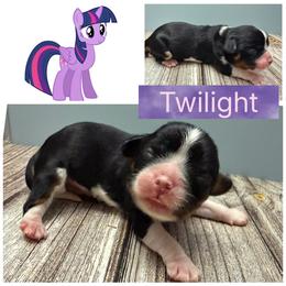 Twilight Sparkle - Tri-color female Cavalier King Charles Spaniel puppy in Spring Hill, Florida from Wonderland Cavaliers