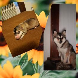 French Bulldog and Pomsky Puppies from Ba's Designer Puppies