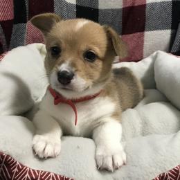 Pembroke Welsh Corgi Puppies from Hammon Pembroke Welsh Corgis