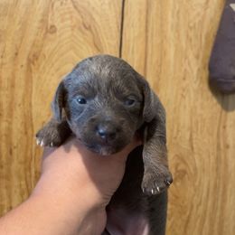 BABY GIRL - Blue fawn female Chihuahua puppy in Buffalo, New York from Elite Legacy Doxies
