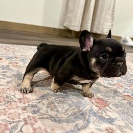 Theo - Tricolors male French Bulldog puppy in Neosho, Missouri from K2S Frenchies