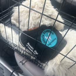 Poodle Puppies from Steinrock’s Standards