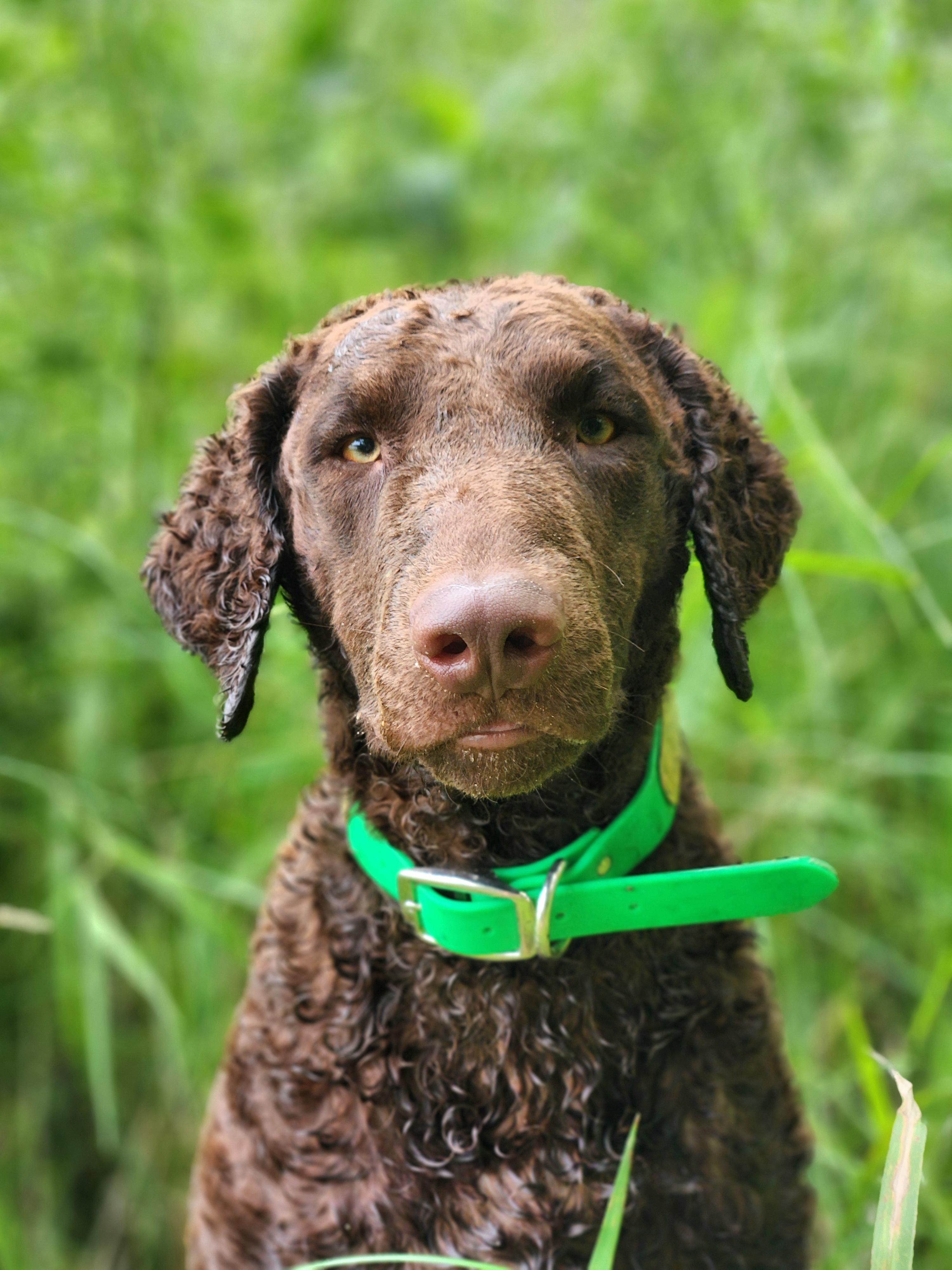 Curly-Coated Retrievers from Stoic Gun Dogs