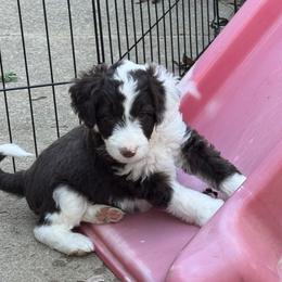 Aussiedoodle and Miniature American Shepherd Puppies from Lori Davis