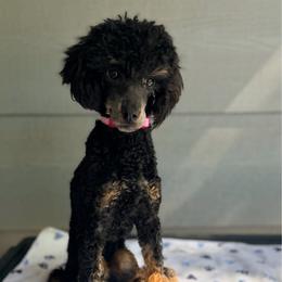 Tansy - Phantom female Poodle puppy in Rock Island, Oklahoma from Virelle Poodles