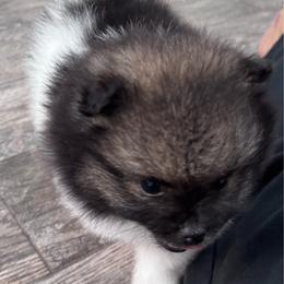 Leo - Wolf sable male Pomeranian puppy in Fayetteville, North Carolina from Tar-heel Poms