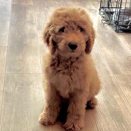 Orange - Red  male Goldendoodle puppy in Indian Trail, North Carolina from Castleberry Doodles and Poodles