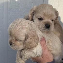 Teddy - Buff male Cocker Spaniel puppy in Oregon from Doc's Cockers