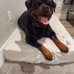 Jama - Rottweiler