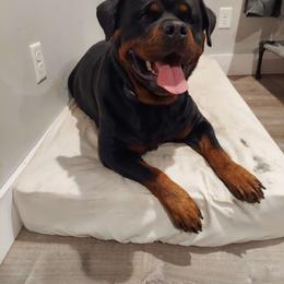 Jama - Rottweiler