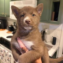 Boy 1 - Red and white male Siberian Husky puppy in Pelham, Alabama from Tails & Belles Dog Breeding