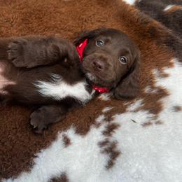 Hank - Chocolate male Dachshund puppy in Carthage, Missouri from Hounds by Mishelle