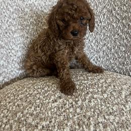 Cavapoo Puppies from cavapoo idaho