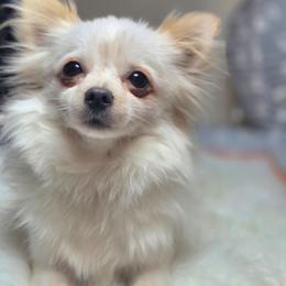 LuLu - Pomeranian
