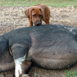 Rhodesian Ridgeback Puppies from Fawn Millette