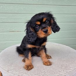 Prince (Chocolate Carrier Bb) - Black and tan male Cavalier King Charles Spaniel puppy in Nampa, Idaho from Heart Mountain Cavaliers & Floating Feathers Kennel