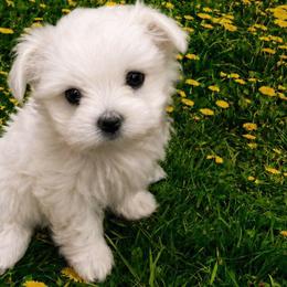 Teacup Trixie - White female Maltese puppy in North Myrtle Beach, South Carolina from Perfect Puppies
