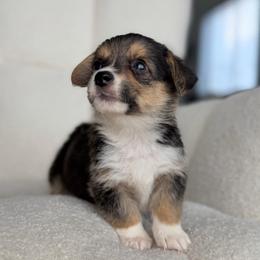 Bubbles - Black and tan female Pembroke Welsh Corgi puppy in Moreno Valley, California from House of Paws & Co.
