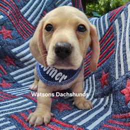 Boomer - Cream male Dachshund puppy in Gilmer, Texas from Watsons Dachshunds