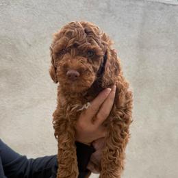 Buzz Lightyear - Red  male Goldendoodle puppy in Moreno Valley, California from Rainbow SoCal Doodles