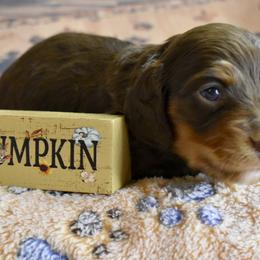 Winston AKC - Chocolate and tan male Dachshund puppy in De Land, Florida from Pretty Painted Mini Doxies