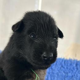 Kelp (Green) - Black male Belgian Sheepdog puppy in Franklin, West Virginia from Wildmour K9