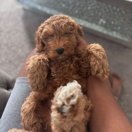 Willow - Red  female Goldendoodle puppy in Fort Myers, Florida from Gandy’s Tails of Joy