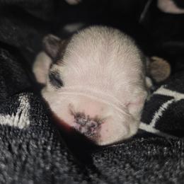 RJ - White and fawn female French Bulldog puppy in Monterey, Louisiana from McaysKennels