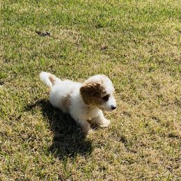 Aussiedoodle and Goldendoodle Puppies from All Things Doodles
