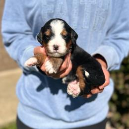 Simba - Tri-color male Bernedoodle puppy in Sugarcreek, Ohio from Cuddly Companion Doodles