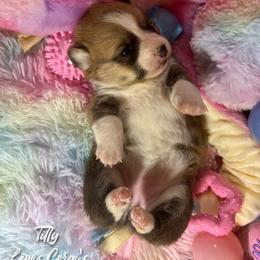 Australian Shepherd and Pembroke Welsh Corgi Puppies from Lewis Aussie’s & Corgi’s