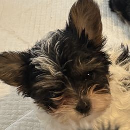 Dachshunds and Yorkshire Terriers from Bear Creek Dachshunds