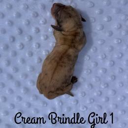 Cream Brindle Girl 1 - Cream female Dachshund puppy in Pauls Valley, Oklahoma from Simply Happy Dachshunds