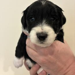 Arrow - Black and white male Aussiedoodle puppy in Elk, Washington from James Ruby Farms