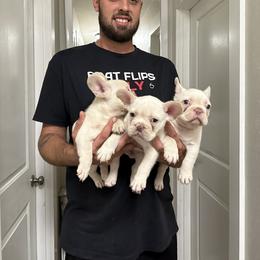 French Bulldog Puppies from Jasmine McMurtry