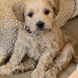 Schnoodle Puppies from Growing Puppies